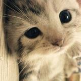lcchen